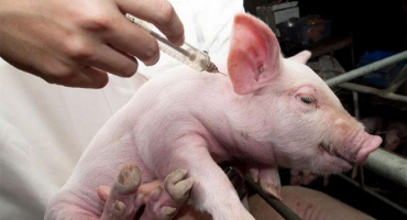 Jak píchnout prase svépomocí a co potřebujete, možné chyby